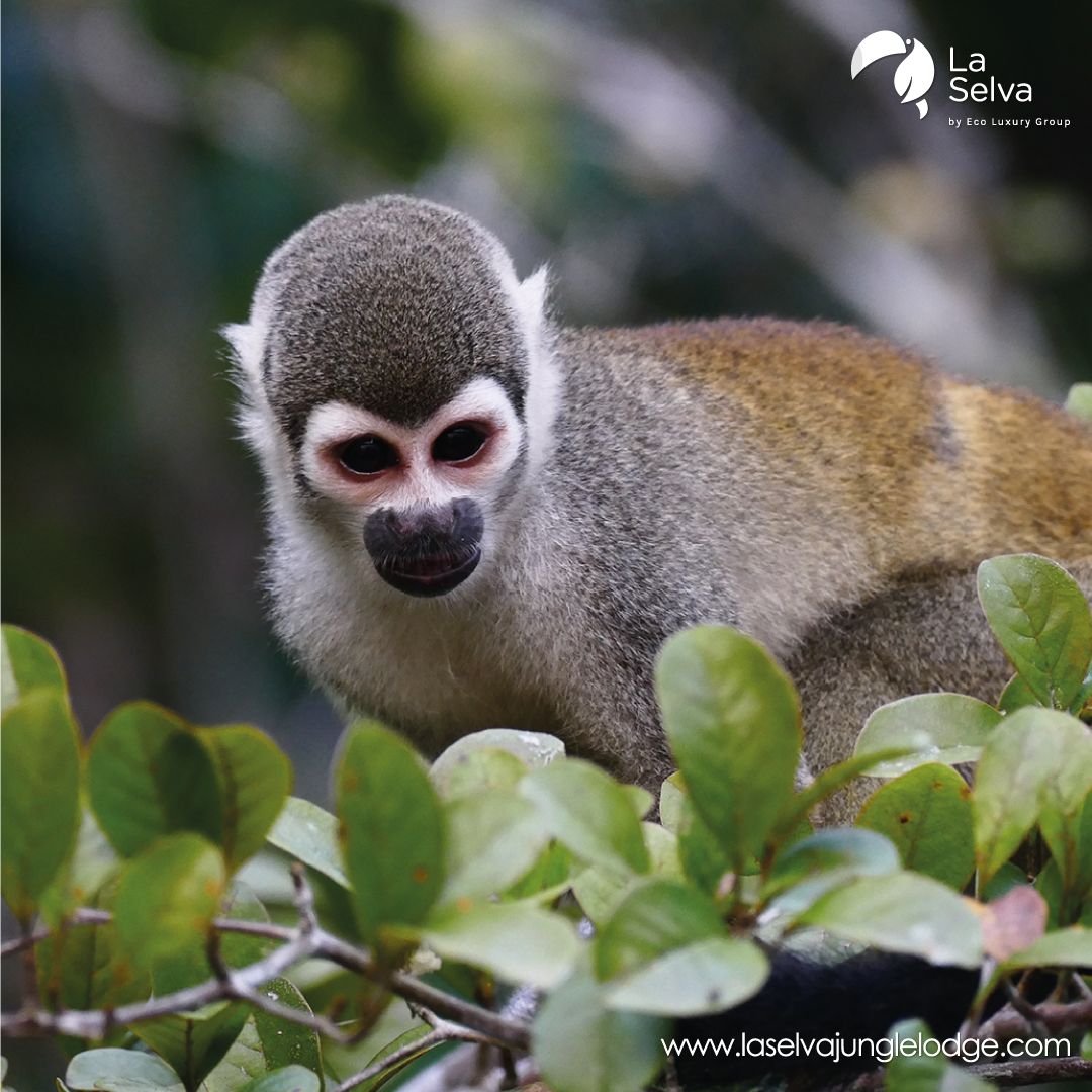 La Selva Eco-lodge & Retreat tweet media