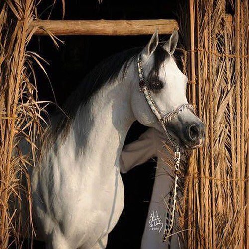 Rose810524851's tweet photo. انّ الذي خلق الإنسان من علق 
أبداه في طبق في الحال عن طبق 
ما أوجد الله إنساناً من العلق 
إلا ليعلم ما فيه من العلق 
والعين من فالق الإصباح تُبصره 
بما لديها من الأنوار للفلق 
فليسكن القلب في توحيد مشهده
ويذهب العين عنه لاعج الحرق 

((  محيي الدين بن عربي  )) https://t.co/GJonsaTK5o