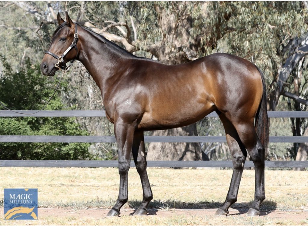 Very happy to have purchased two lovely colts today <a href="/mmsnippets/">Magic Millions</a>. 
Both to go into training with John Sadler. Lot 236 a Winning Rupert colt consigned by Kulani Park &amp; lot 242 a Lord Kanaloa consigned by <a href="/ArrowfieldStud/">Arrowfield Stud</a>! <a href="/AvenueBstock/">AvenueBloodstock</a> #goldcoast #runners #quality