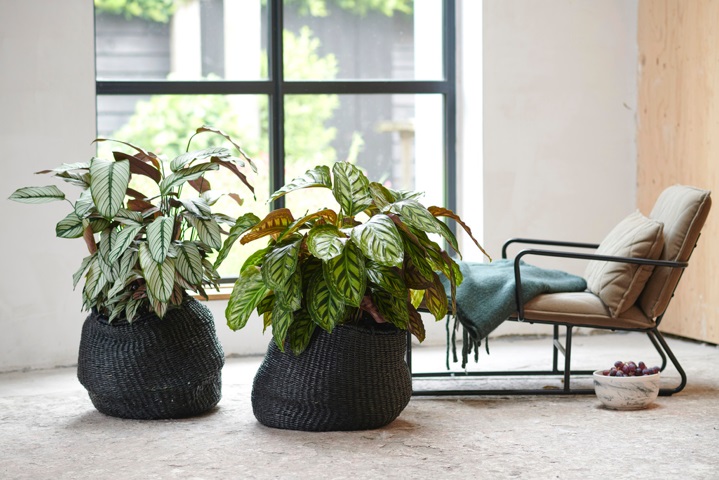 Calathea-Valstar tweet media