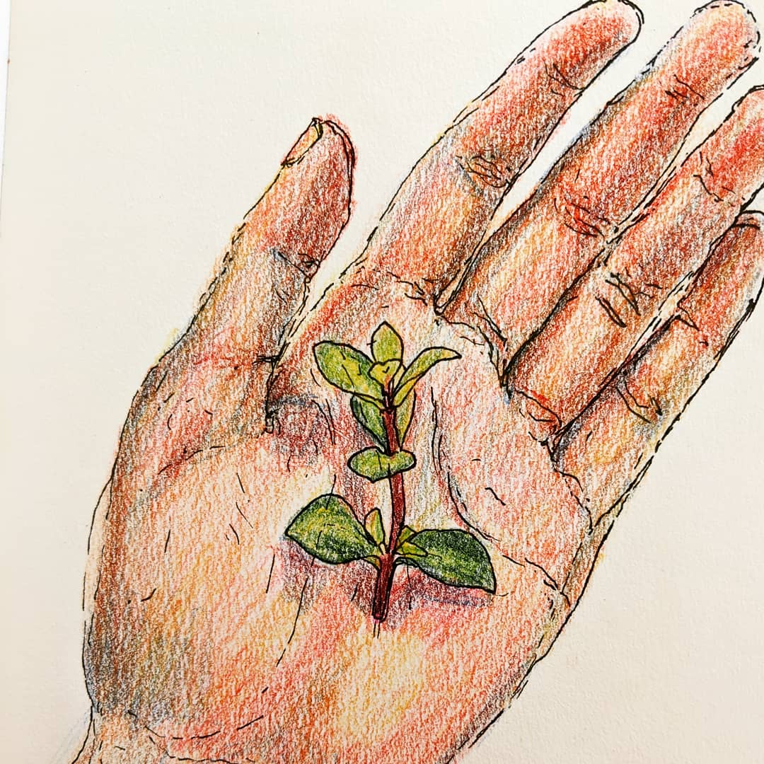 Day 3: spekboom

Have you ever tried to kill a spekboom? They can survive almost anything. May you have the resilience of a spekboom this year 💚 #drawingaday2020 #capetownart