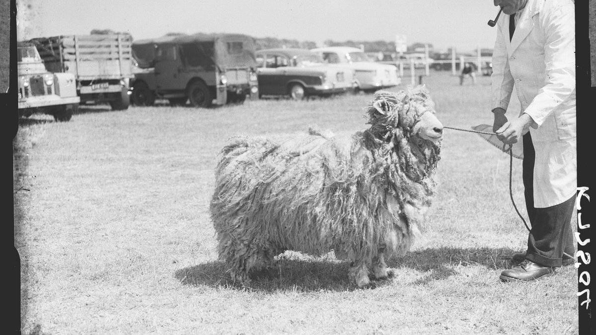 Black and white photograph of an amazing Lincoln Longwool ewe, dated to 1949.
