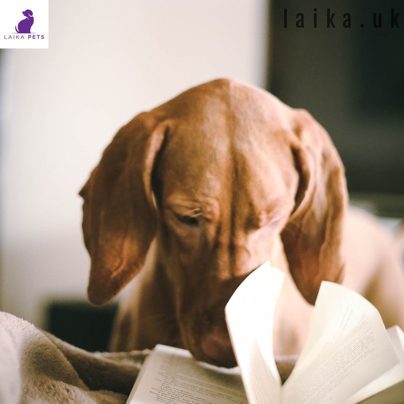 PetsLaika's tweet photo. Back to Studies! 
Now Reduced! Visit https://t.co/1YIQuZJQ60 for our range of LED flashing safety collars
🐶
👍
💕
#ukdogs
#dogsuk
#ukdogsofinsta
#dogsofgreatbritain
#scottishdogs
#scottishinstadogs
#dogsoflondon
#ukdogstagram
#ukdogsofinstagram
#instadogsfeature
#bestdogsuk https://t.co/9aHD43McrP
