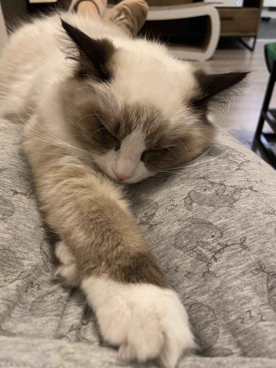 BelgianRagdolls's tweet photo. Misses #morningcuddle! Don’t go to work mommy 😻🥺 #CatsOfTwitter #cat #kat #Cuddles #MorningMotivation #morning #ochtend #furbaby #cuteanimals #cute #princess https://t.co/joaci0OCEi