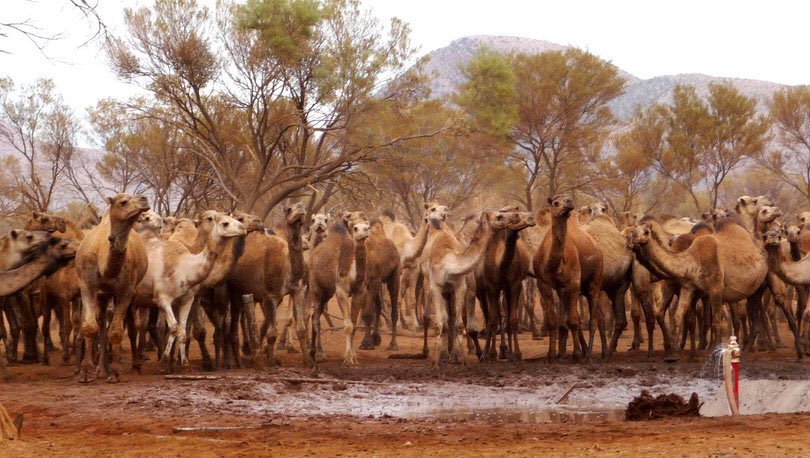TAM BİR VAHŞET!
Avustralya'da 10 binden fazla deve, çok fazla su içtikleri gerekçesiyle helikopterlerden vurularak öldürülecek!

Söyler misiniz bu katliam değil ise nedir?
Nerede o çağdaş hayvan hakları savunucuları? 

#AvustralyadaDeveKatliamı