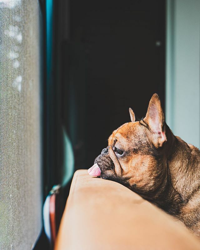 myLiLchapter's tweet photo. Looking for #Friday
•
•
•
#myLiLchapter ————————————————
#frenchbulldog #frenchies #french_bulldogs #frenchie_corner #batpig #squishyface #mycutestfrenchie #ilovemyfrenchie #frenchies1 #frenchieisfunny #フレブル #ブヒ #鼻ぺちゃ #LeicaQ #PostProcessing #LRcc https://t.co/Vy4CO84vya