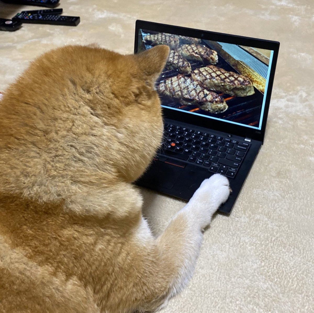 インターネットで見たこともないようなお肉を見つけてしまった柴犬様の反応がこちら 顔が語っている Togetter