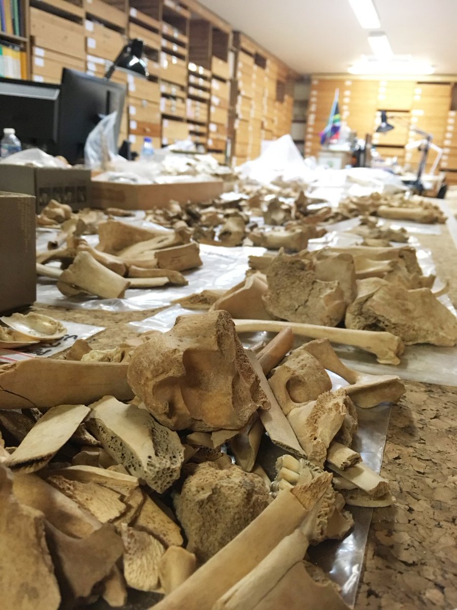 Les locaux du Centre Européen de Recherches Préhistoriques de Tautavel (CERPT) accueillent depuis 2011 le laboratoire Histoire Naturelle de l'Homme Préhistorique (HNHP), UMR 7194 CNRS de l'Université de Perpignan "Via Domitia".
#tautavel #upvd #préhistoire #recherche #archéologie