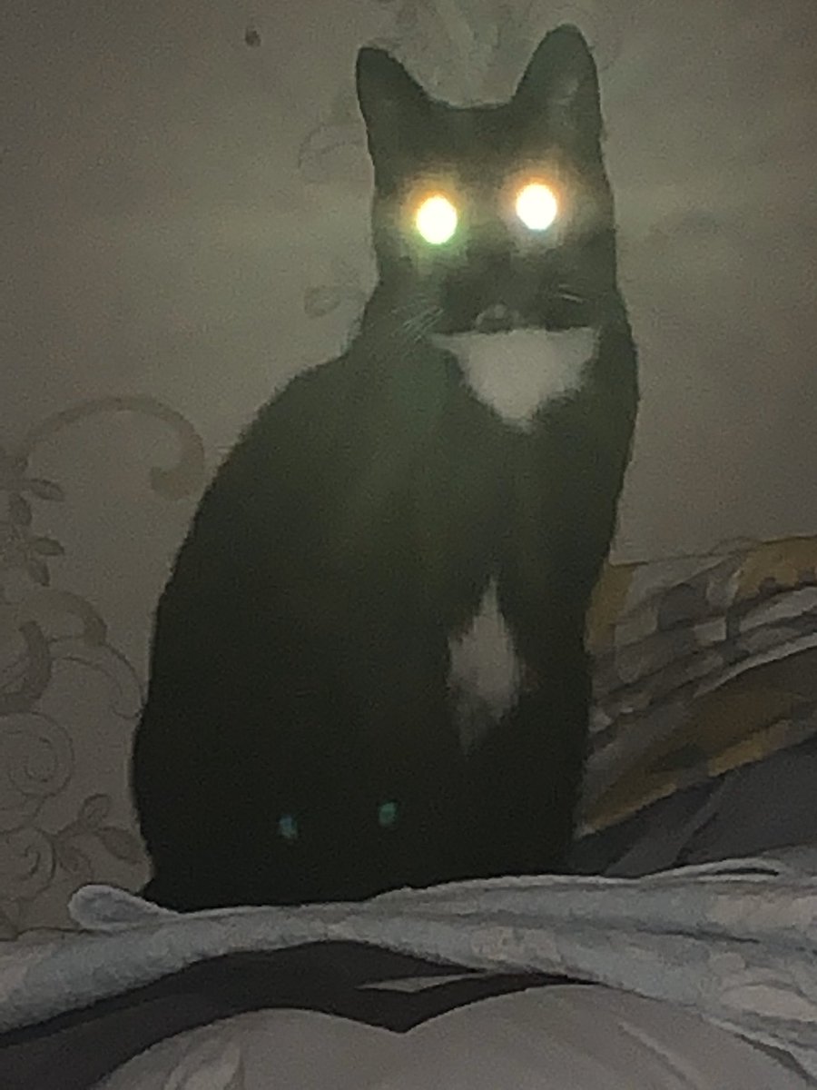 당신은 방금 고양고양빔을 맞으셨습니다. 
아마 올 한해는 행복할것입니다❤️