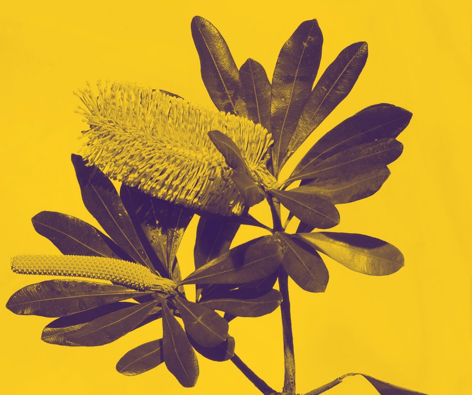 🌿Australia is home to many unique species like 𝗖𝗼𝗮𝘀𝘁𝗮𝗹 𝗕𝗮𝗻𝗸𝘀𝗶𝗮:
👉Aborigines used its 𝗳𝗹𝗼𝘄𝗲𝗿 𝘀𝗽𝗶𝗸𝗲𝘀 𝗮𝘀 𝗮 𝗵𝗮𝗶𝗿𝗯𝗿𝘂𝘀𝗵
👉Banksia nectar is a 𝗻𝗮𝘁𝘂𝗿𝗮𝗹 𝗰𝘂𝗿𝗲 𝗳𝗼𝗿 𝗮 𝘀𝗼𝗿𝗲 𝘁𝗵𝗿𝗼𝗮𝘁!
#australia #flora #SaveAustralianClimate