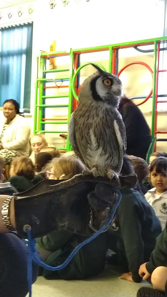 LSEATWarrenRoad's tweet photo. A wonderful visit for Reception from The Kent Owl Academy today. It was an absolute Hoot 🦉! https://t.co/UCESwDYk19