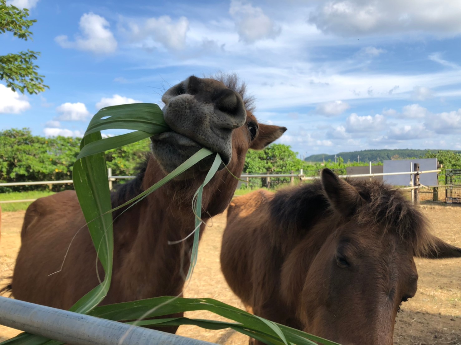 風馬与那国馬倶楽部 南の島ならではのおやつ サトウキビをバリバリ食べるディアちゃんとバニラ サトウキビを食べるとみんな面白い顔に笑笑 人参や林檎より好きみたい 内地の馬と同様 馬はみんな林檎とかが好きなんだ と思っていた私は最初