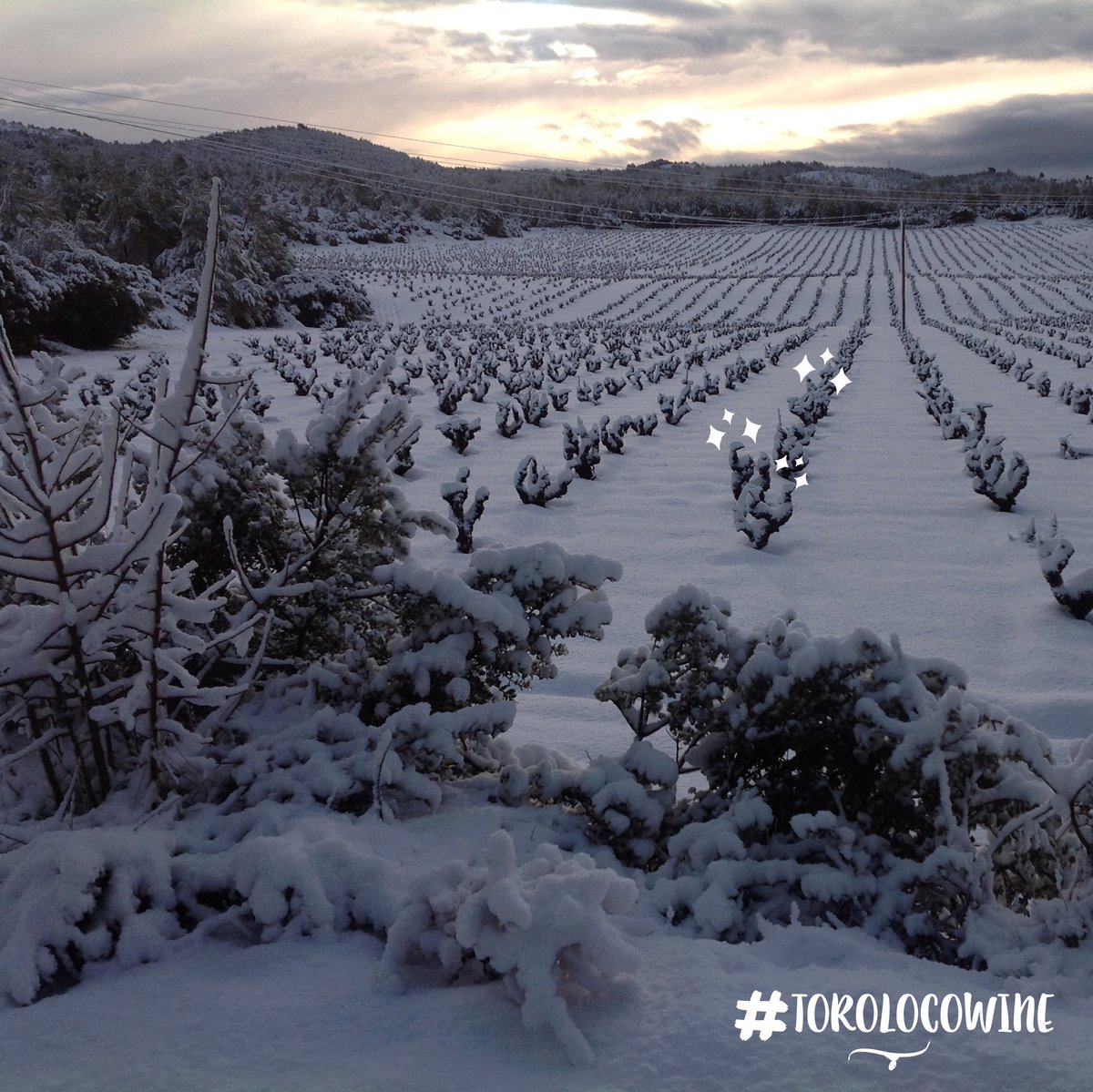 Toro Loco Wine tweet media