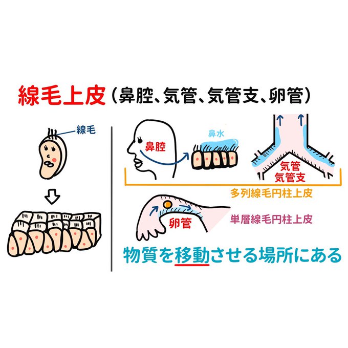 ゴロ 解剖生理イラストさん の最近のツイート 6 Whotwi グラフィカルtwitter分析 ゴロ 解剖生理イラストさん の最近のツイート 6 Whotwi グラフィカルtwitter分析