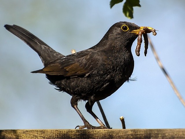 HortiCareers's tweet photo. The early bird catches the worm! Don't wait until the spring rush to start expanding your team, give us a call today and beat the competition to the best talent in the industry!

01903 446076 | hortcareers@eljays44.com

#Horticulture #Careers #ACareerNotAJob https://t.co/3GcEwk60nY