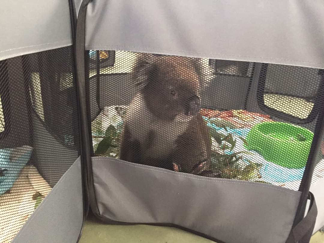 next2us2's tweet photo. 호주 애들레이드에 만든 코알라 임시 대피소. 공립학교의 실내 체육관에 강아지 플레이팬으로 일단 개별공간을 마련했지만 한시라도 빨리 야외거처를 만들어야하는데 금액도 일손도 쉽지 않다고 한다..  먼 해외에서도 기부의 손길이 가능하시다면 부디 부탁드립니다.
https://t.co/grxo5VniYJ https://t.co/Th1sZdGq2X