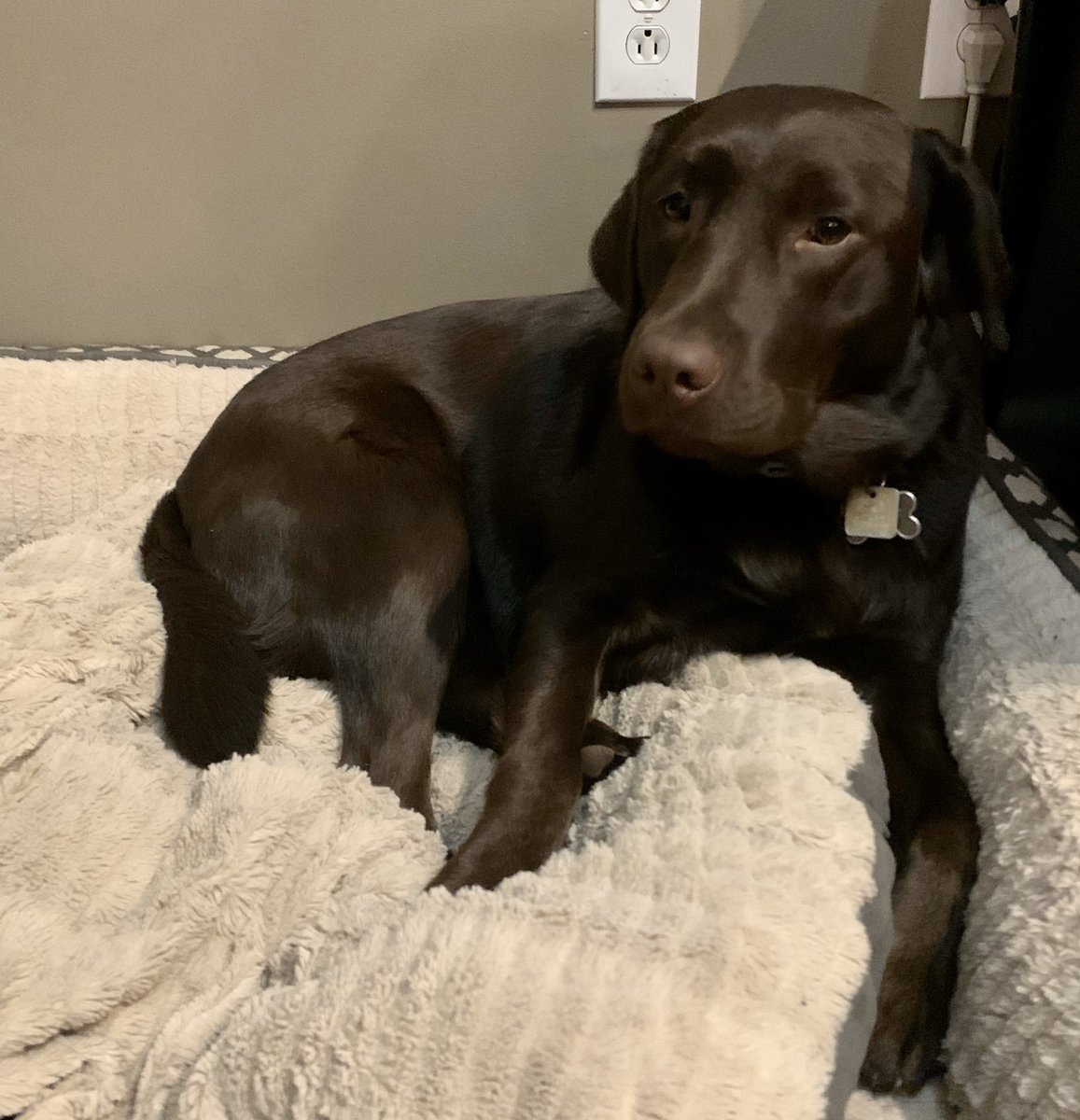 Champ- MHG Therapy Dog (@dog_champion) on Twitter photo Resting before my big interview with <a href="/mfeighan/">Maureen Feighan</a> from <a href="/detroitnews/">The Detroit News</a> today. I am so excited to meet her! #PALS #TherapyDog #dogsofinstagram <a href="/GuestElementary/">Guest Elementary</a> @Myshellwlcsd <a href="/HouseMonica/">Monica House</a> <a href="/WalledLkSchools/">Walled Lake Schools</a> <a href="/kennethgutman/">Kenneth Gutman</a> Resting before my big interview with <a href="/mfeighan/">Maureen Feighan</a> from <a href="/detroitnews/">The Detroit News</a> today. I am so excited to meet her! #PALS #TherapyDog #dogsofinstagram <a href="/GuestElementary/">Guest Elementary</a> @Myshellwlcsd <a href="/HouseMonica/">Monica House</a> <a href="/WalledLkSchools/">Walled Lake Schools</a> <a href="/kennethgutman/">Kenneth Gutman</a>