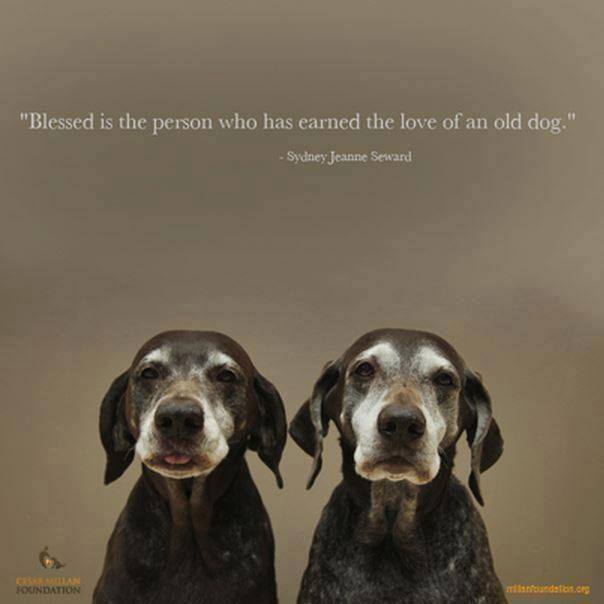 WoofMagazineNE's tweet photo. Just love a beautiful gray muzzle. 

We’re having fun over here —->@WoofMagazineofficial
#WoofWorthy #WoofMagazineNE #Pets #ProjectPawsitive #ilovemydog #doglover #love #shelterdog #dogsrule https://t.co/CJBsfS2zt9