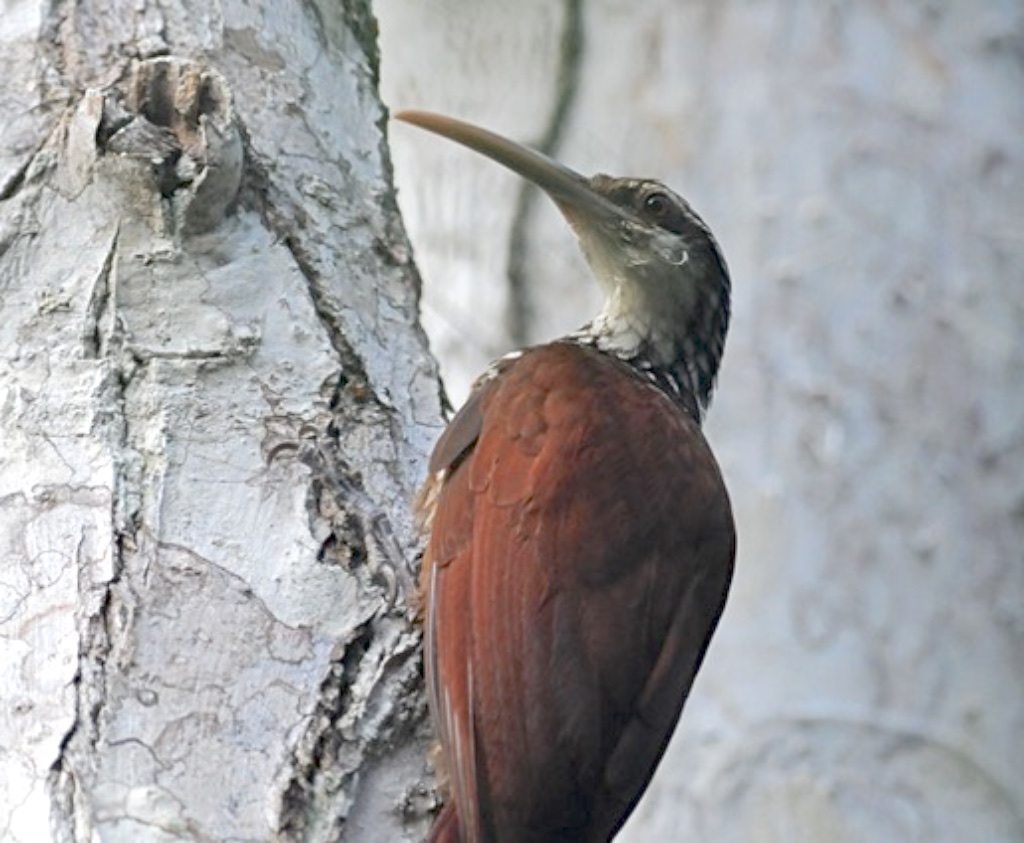 Our new 12-day ‘River of Friends-The Peruvian Amazon’ tour offers you a week-long immersion into the pristine Amazonian rainforest of South-eastern Peru! This tour has 3 scheduled departures for 2020:
May 1st to 12th;
Aug 7th to 16th;
Nov 27th to Dec 8th. bit.ly/35xHdC6