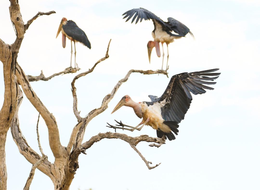 africageo's tweet photo. A perfect landing!
📸 Lewis Buckner
Via @flatdogscamp https://t.co/CxffRio7gn
