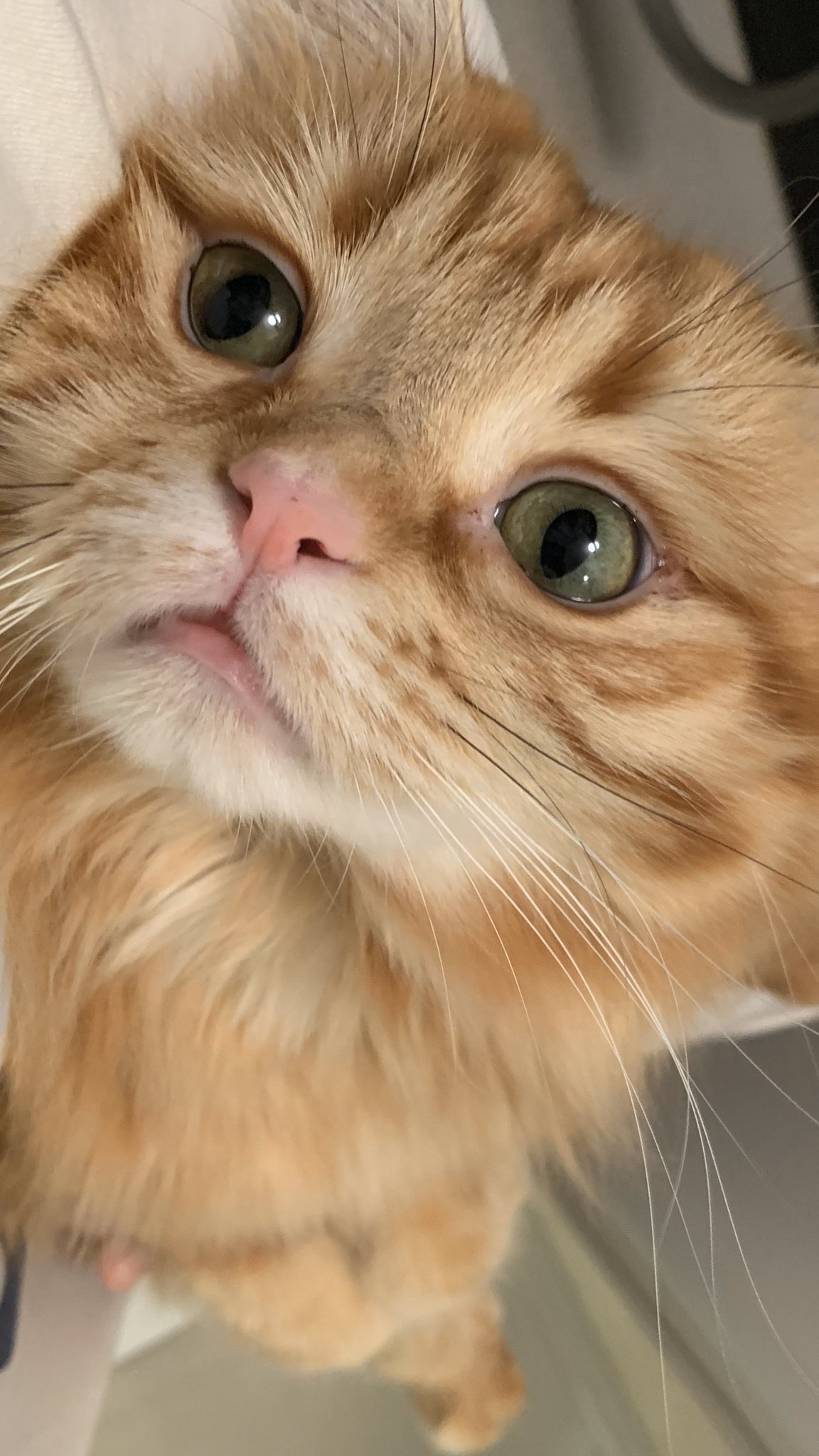ちくわ ねこ休み展 にゃんにゃん文句言った後は なんでこんなことするの って言わんばかりに見つめてきた T Co 0pfhfrv2tp Twitter