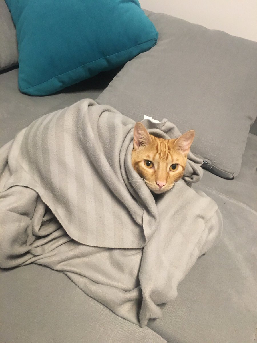 MonteroGonzalez's tweet photo. @gatitos_qctd https://t.co/V6q4q0Wm7H