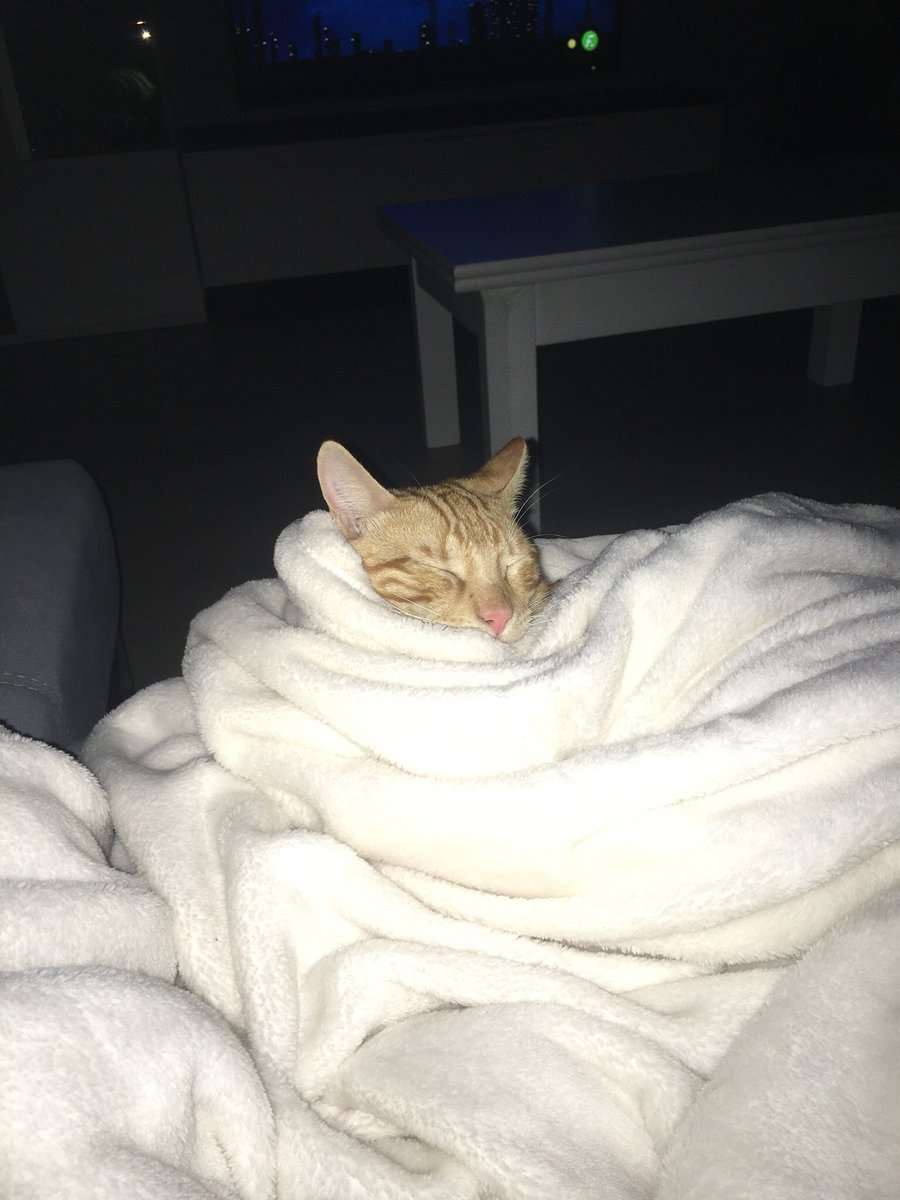 MonteroGonzalez's tweet photo. @gatitos_qctd https://t.co/V6q4q0Wm7H