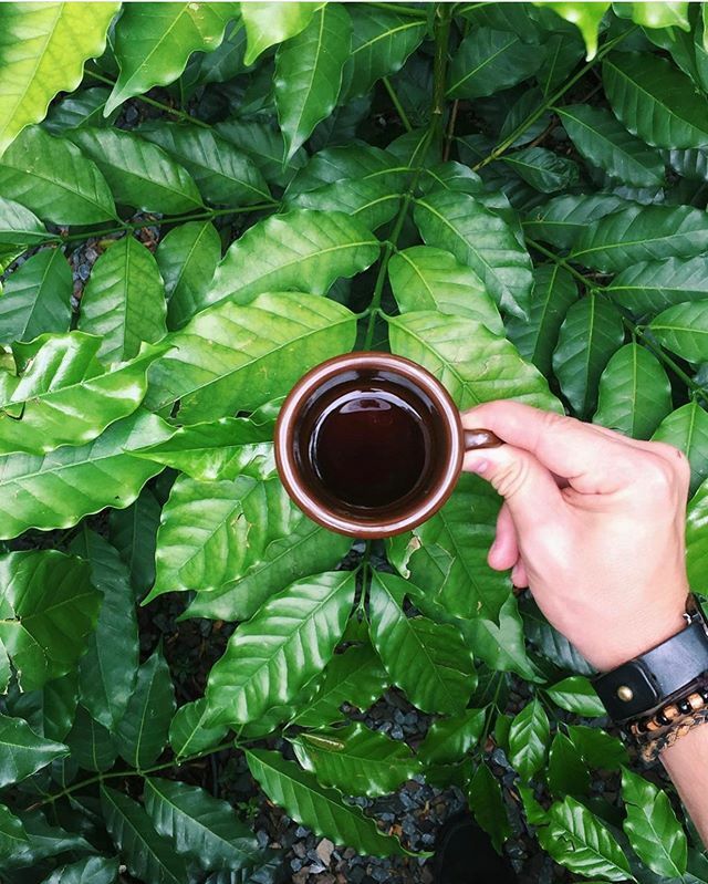 D____GoodCoffee's tweet photo. Coffee is a hug in a mug!
✨
📸 @felipewaltrick // #drinkgoodcoffee https://t.co/MXpaslt85u https://t.co/72eN7Fxpnf