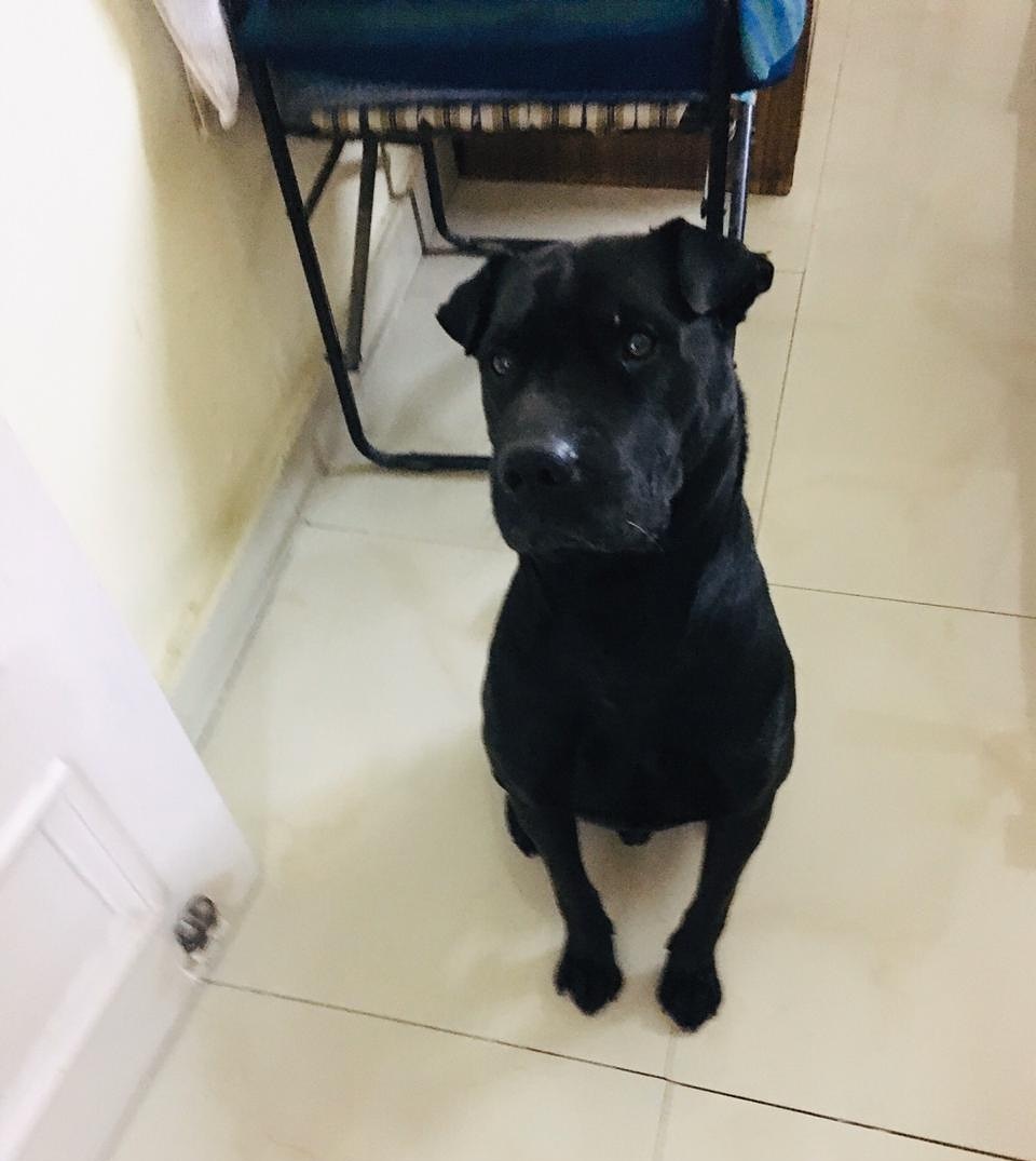 indogspot's tweet photo. #DogsofDogSpot via @niharikatarneja https://t.co/v3kRhb0Saj