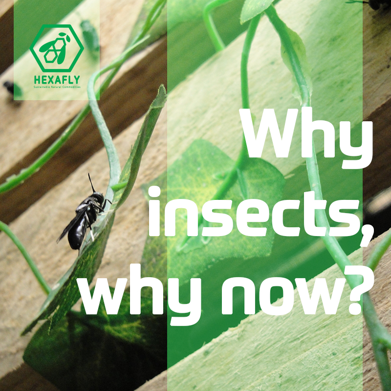 The main limiting factor faced by the aquaculture industry is a lack of suitable raw materials for use as feed. The Fish Meal Industry is expected to decline over the next ten
years. The Fish Feed Industry is seeking sustainable feed sources like those provided by <a href="/HexaflyBiotech/">Hexafly</a>