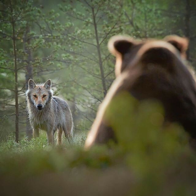 WolfWooded's tweet photo. ⁠Wild bears and wolves are creatures that roam over large areas of land. As top predators, they require a diversity of habitats to meet their life-cycle and dietary needs.⁠
⁠
If You ❤️ 🐺, Follow Us!⠀Visit our online store for wolf lovers! ☝ LINK IN BIO ⁠
Photo by: @npeko… https://t.co/iVjA48UxdL
