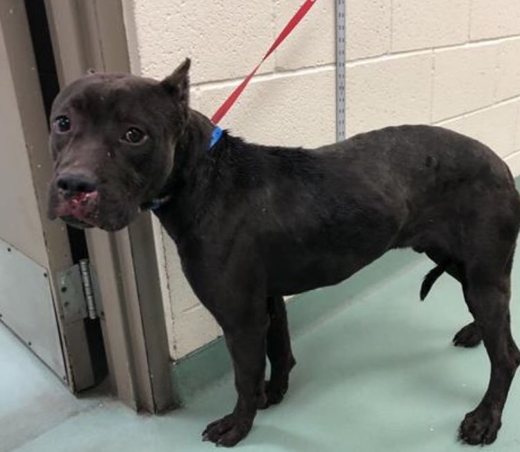 msMorgan1968's tweet photo. 🆘#TN #MEMPHIS🆘
🚨CONFISCATED/CRUELTY! 4yo #CHAMP #A320735 &amp; 3yo #CHOCKA #A320734 came in w/WONTON-Had terrible lives &amp; r terrified~these poor pups need a lifeline &amp; a chance to learn what kindness is! Plz #RESCUE #PLEDGE #ADOPT  
https://t.co/blJn6k1TcW
https://t.co/tcahhniZ36 https://t.co/rGGbRm4Ggg