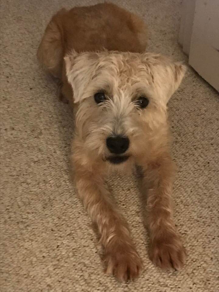 Jimmydog2's tweet photo. @HEEFS_ Feathered and furry managers are tough task masters. Sally is our chief canine officer and floor manager, who keeps us hard at work until she decides it's time for a walk. https://t.co/JoAXOUGkJP