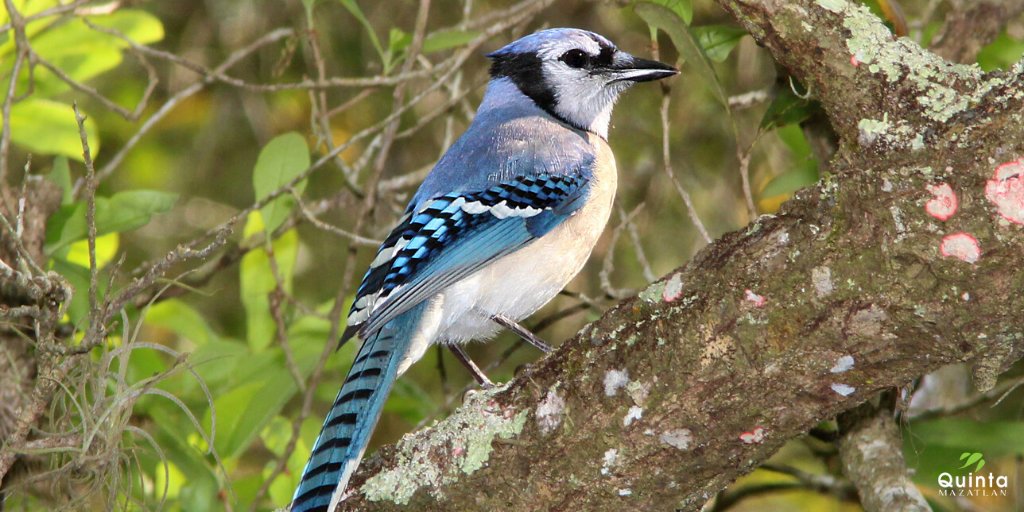 Quinta Mazatlan Male And Female Blue Jays Look The Same Which Is Pretty Rare In The Birding World It Is Called Sexual Monomorphism And If Males And Females Look Very
