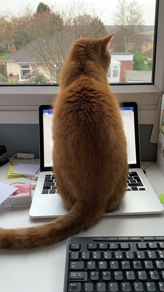 kirsti79's tweet image. When your cat decides they need some attention! #workdistractions