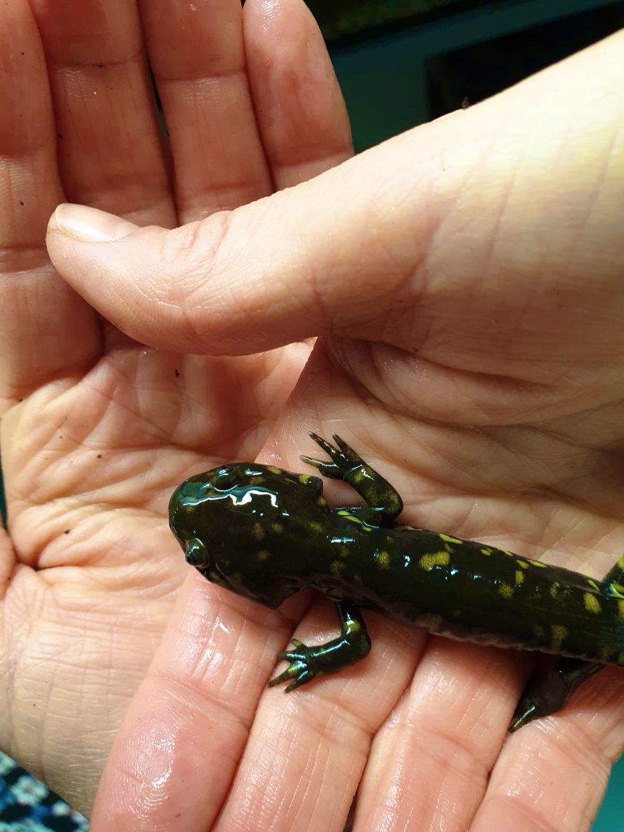 baby tiger salamander