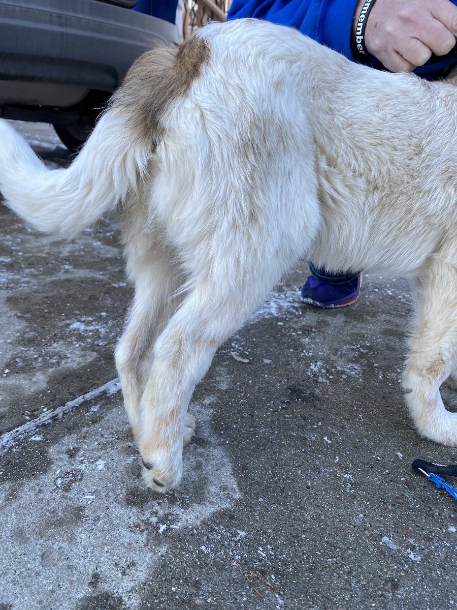 emruthpenning's tweet photo. Hachiko is a 4-month old pup @ our rescue that is having surgery on his fractured femur today. He was hit by a car. Found on a local rez. No family 😢. We are trying to raise $2,000 to help cover the costs. Can you retweet this cutie? 💛

Venmo: @almosthomecaninerescue https://t.co/cZQY98uzbm