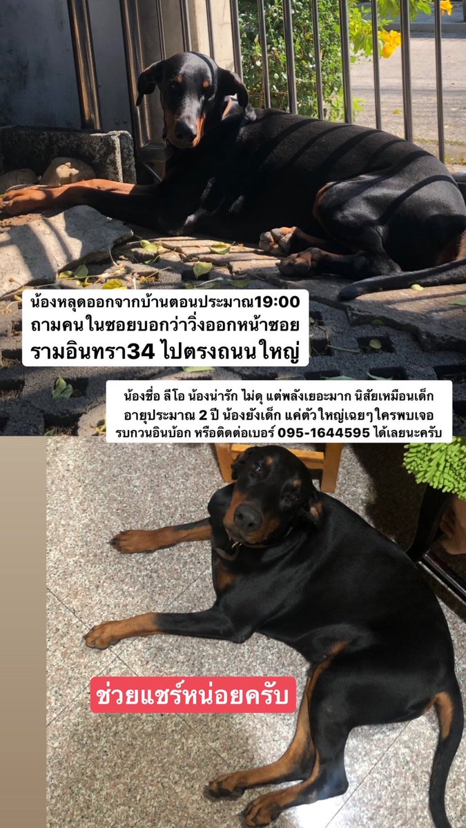 ปรลายคือปลา. tweet media
