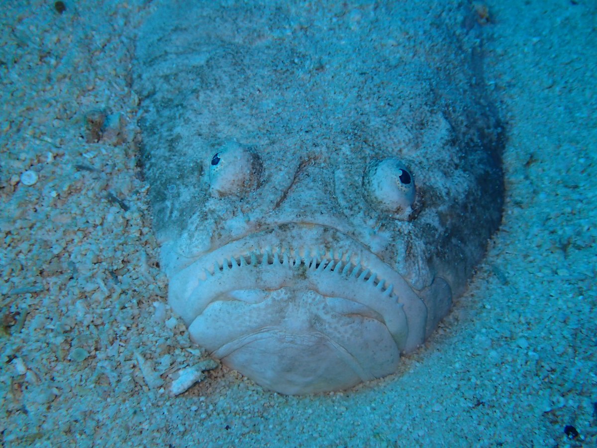 メガネウオ Twitter Search