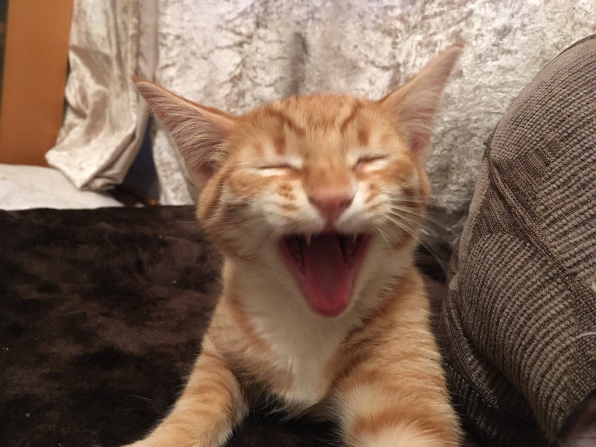 Clarence is so convincing as a vampire cat he scares himself #draculabbc #kitten #gingercats #CatsOfTwitter #whiskerswednesday