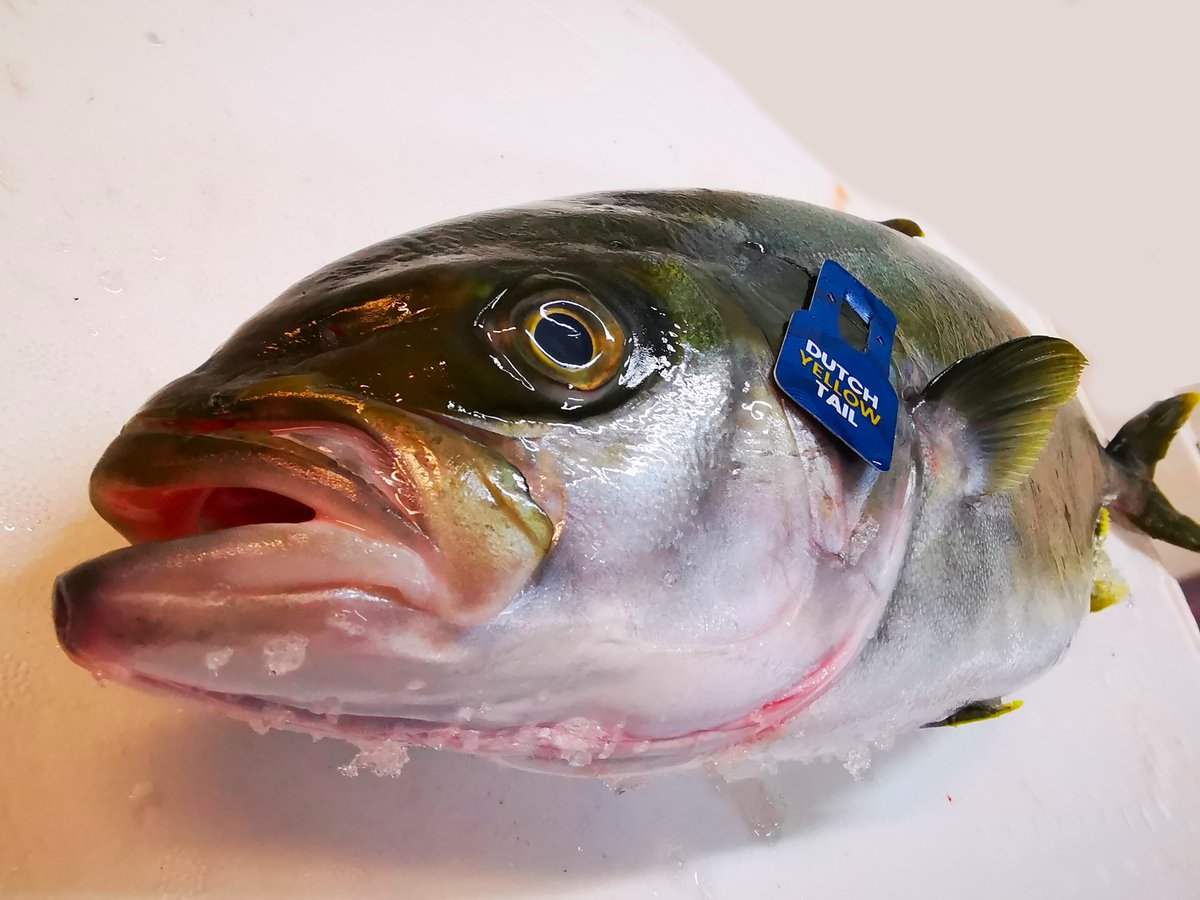 Marrfish's tweet photo. What a beautiful fish! Dutch Yellowtail #Kingfish.
#seafood #wholesaler #fishermen #chef #freshproduce #restaurant #foodie #fish #freshfish #eatmorefish #fishmonger #sustainableseafood #sustainablefish #restaurantsupplies #cambridge #eastanglia #midlands #dutchyellowtail https://t.co/GLmz0T3nxY