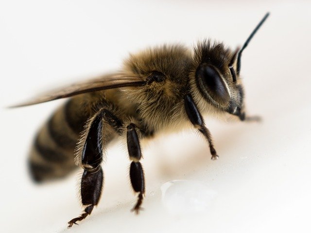 seed_ball's tweet photo. Help Save Bees
Since WW2, the UK has lost 97% of native wildflower habitats. We can all do our bit to help by making a space for wildflowers this year to help provide nectar for the bees.
https://t.co/KDdB0IxZqK
#GoWilder #Wildflowers #SaveBees #BeeKind https://t.co/73DpIIh3xD