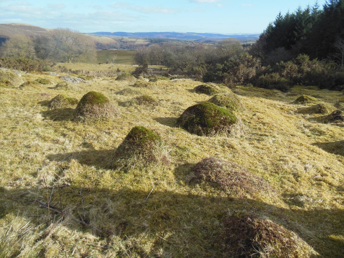 These 'vegetable' mounds are anthills created by Yellow meadow ants (lasius flavus). They represent undisturbed old grazing pasture. Seen here on Mynydd Mallaen. #LandscapeArchaeology #Archaeology31day7