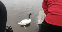 Otra nota sobre la liberación del cisne  

canal9.cl/programas/noti…