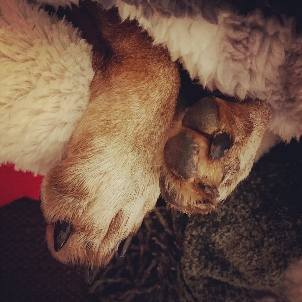 JulieMcGPhoto's tweet photo. Mitzie the wiener says it’s a great day to stay just like this! #snowday #duvetday #seniordogs #dachshund #wienerdog #dogphotographer #dogphotography #petphotography #dog #dogs #dogsoftwitter #virginia #orleanva #orlean #fauquiercounty #fauquiercountyva #warrenton #warrentonva https://t.co/yPPLa17dhM