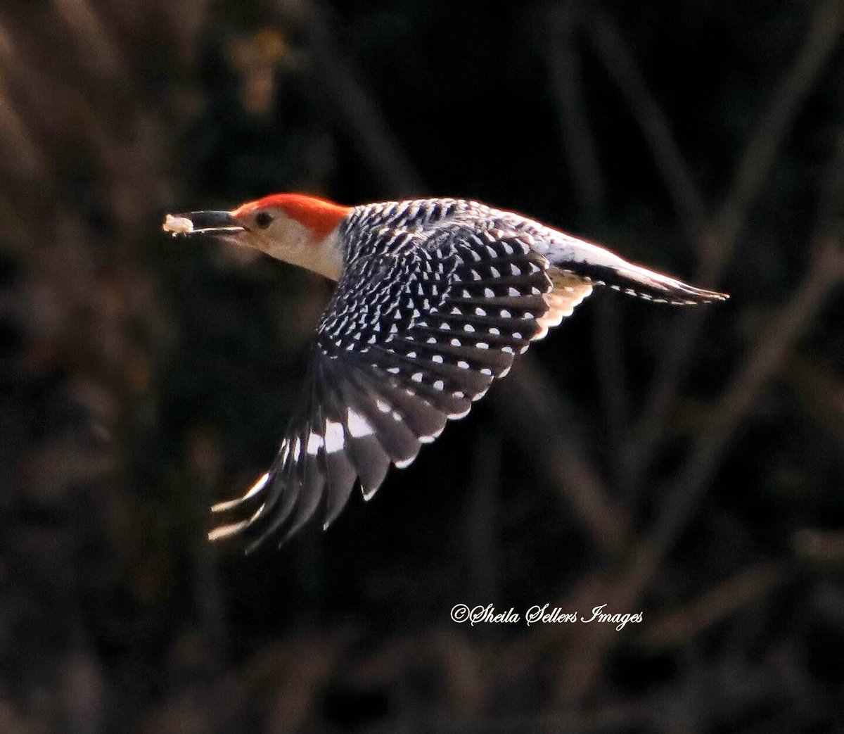 #maleredbelliedwoodpecker eating on the go #birding #birdphotography #BirdPhotographyCommunity #birdwatching #bloodpressurebreak #NaturePhotography #backyardbirds #wildlifephotography #NaturePhotography