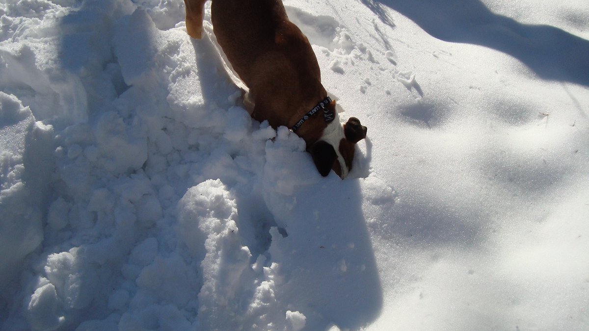rocco_puppy's tweet photo. I WILL locate my missing ball if it's the last thing I do! #Determination #MissingBall #TheHorror #Snow #SnowDay #SnowSquall #SnowDog #Rocco #Puppy_Boy_Rocco @rocco_puppy #snowstorm #snowfall https://t.co/SAhU72Zsmf