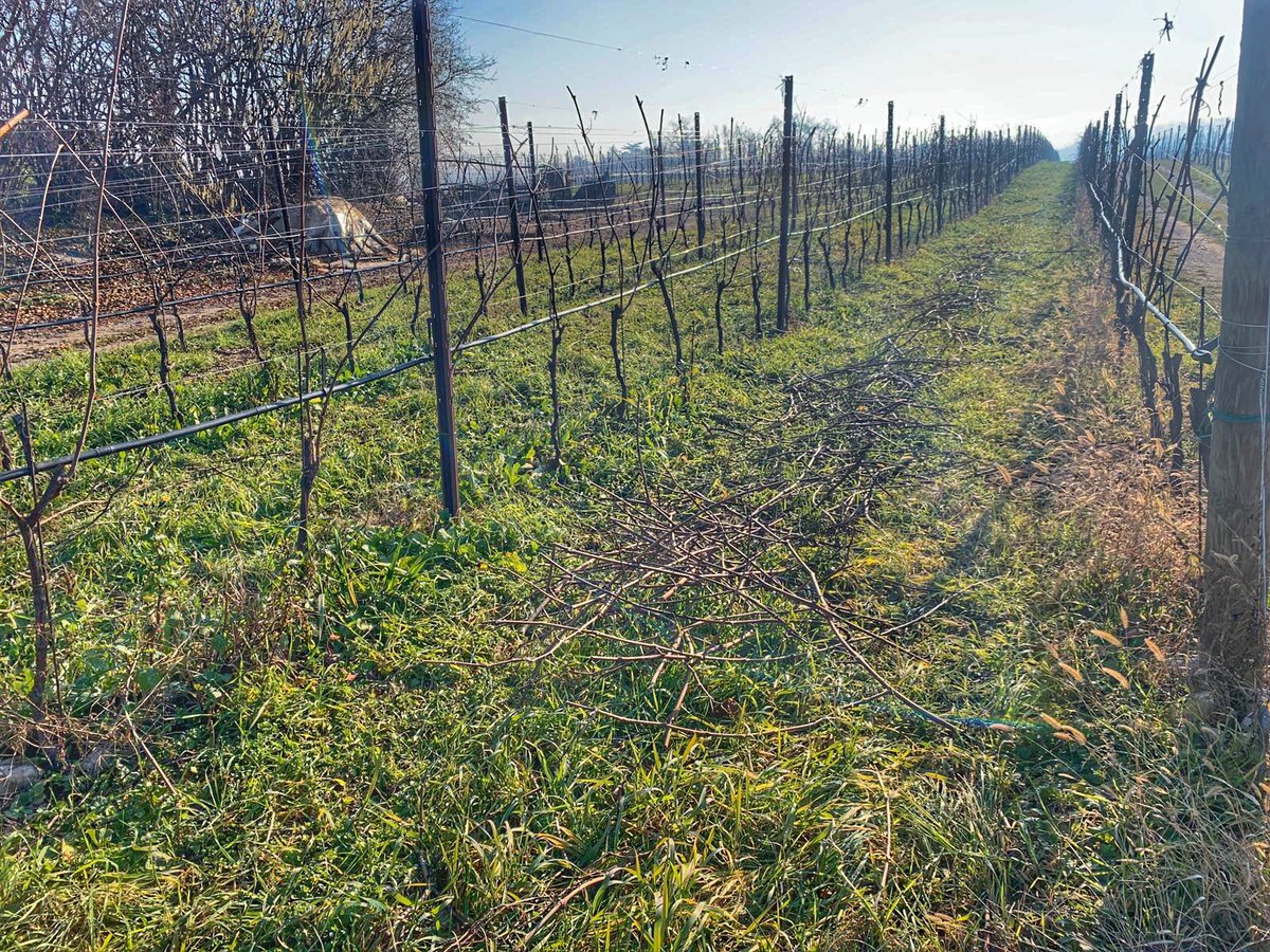 tenutedelgarda's tweet photo. Pruning is over. Let’s cleaning the vineyard!
#vineyard #wineforpassion #winelovers #winelover #gardalake #gardawine #wine #weine #vino #vinoitaliano #vigneto #legatura #worldbestsommelier #tenutedelgarda #lombardia #lonatodelgarda #calvagesedellariviera #valtenesi https://t.co/qDHFxpgbsP