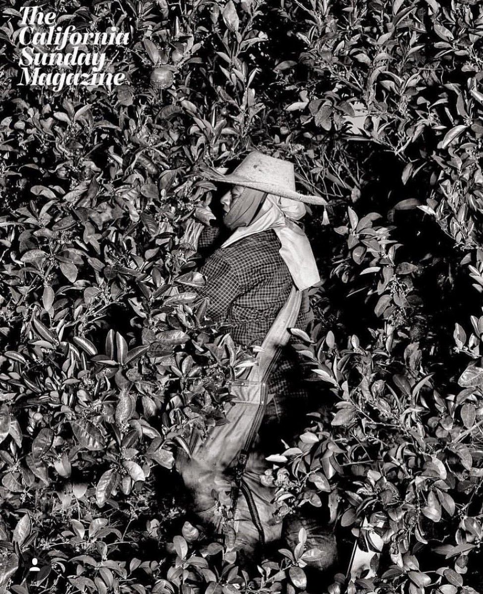 Douglas McGray tweet media