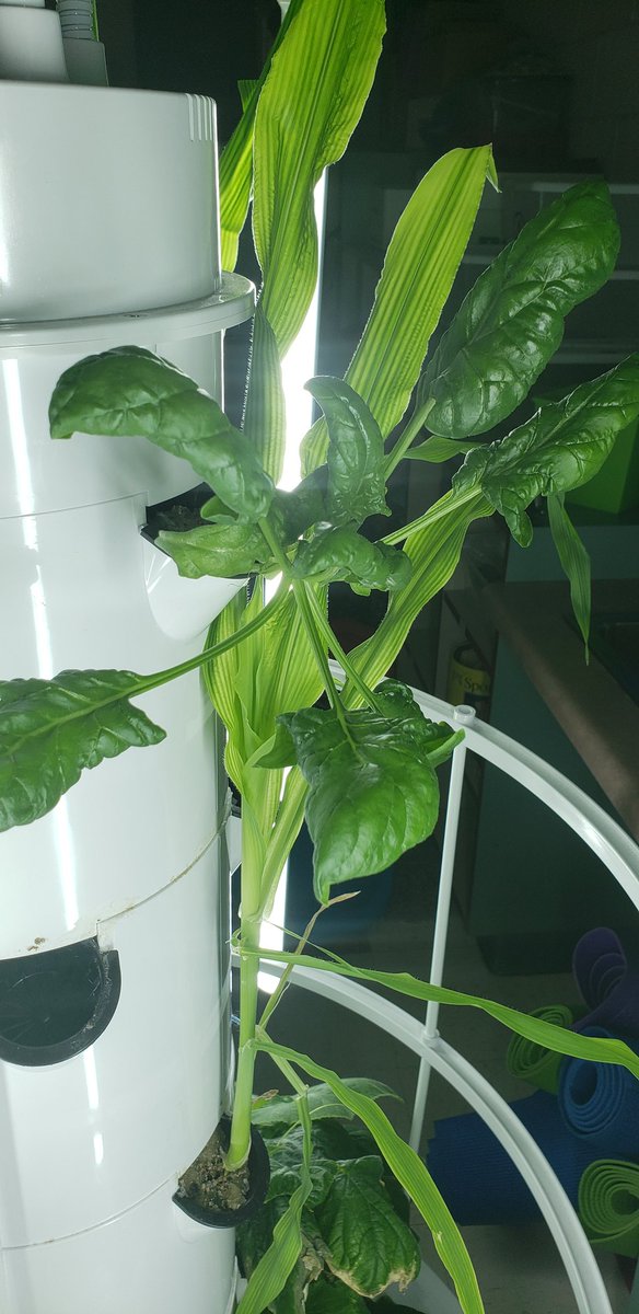 MrsBoyleBCMS's tweet photo. We have cucumbers  growing, beans growing and lettuces!!! Tower gradens are so fun!!! #ONEccps #teamcurtis #theadventuresofboyleandswartz @mrsjswartz @CurtisPrincipal @CurtisES_AP https://t.co/y0Bailplmx